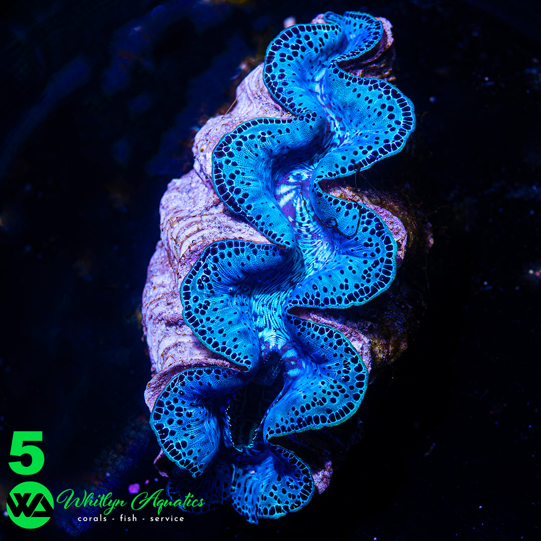 Ultra Blue Maxima Clams (Medium ~5") - WYSIWYG