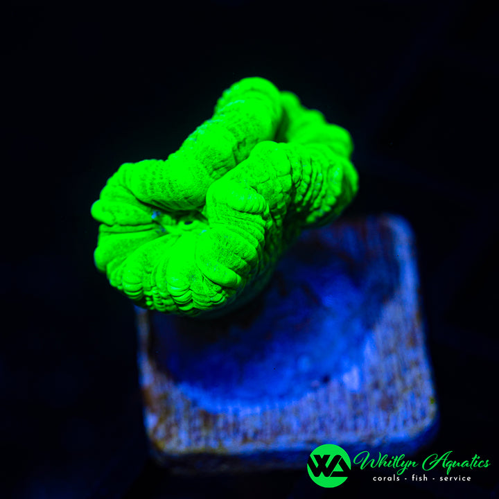 Neon Green “Candy Cane” Trumpet
