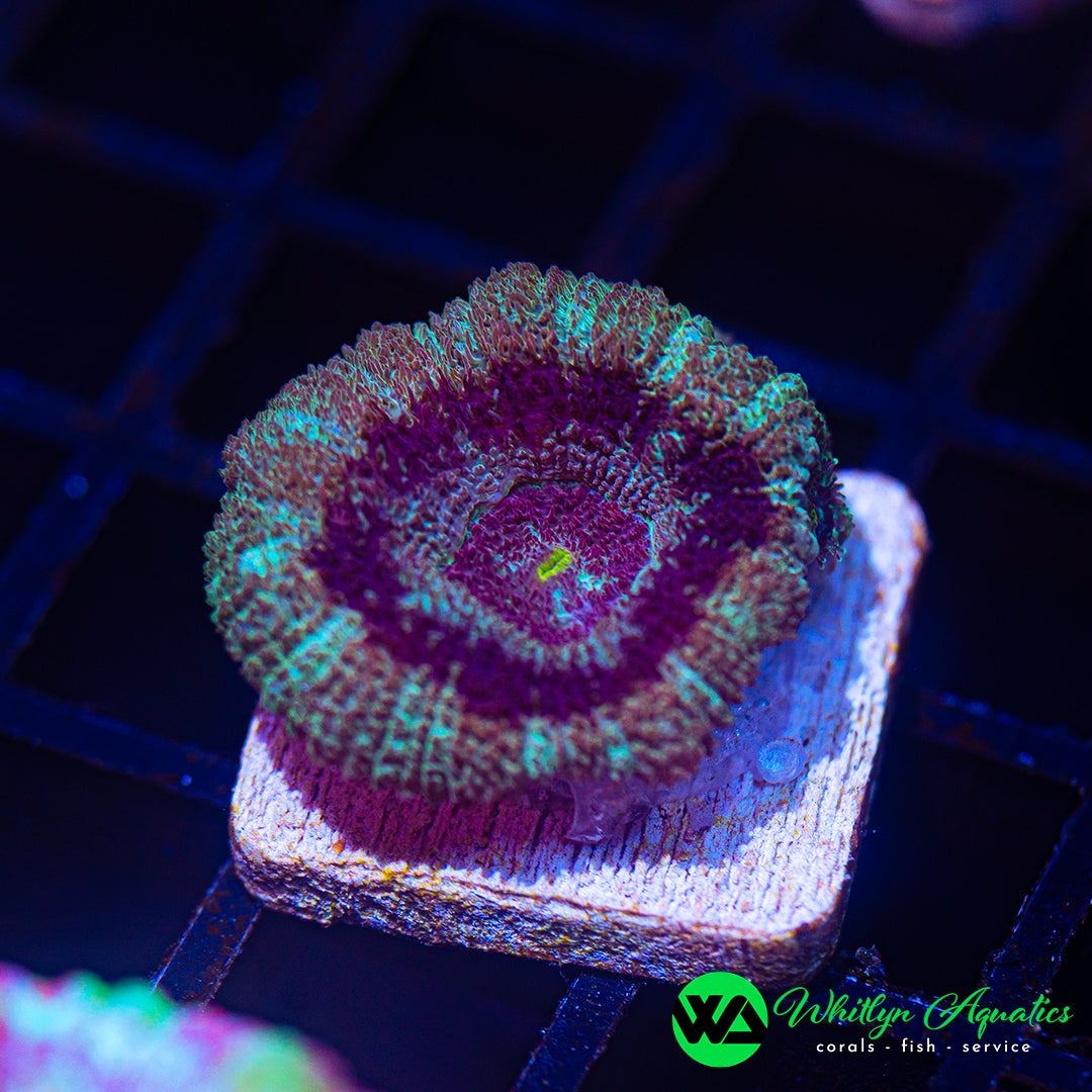 B05 - [NEW RELEASE!] WA Gypsy Curse Asian Acan - WYSIWYG