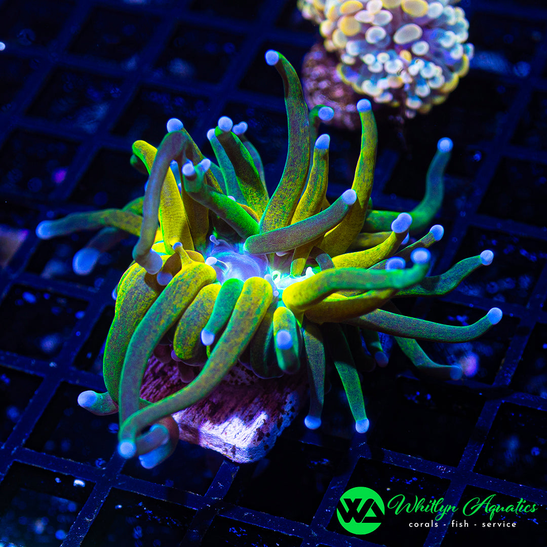 D60 - WA Gold Rush Tiger Torch - WYSIWYG
