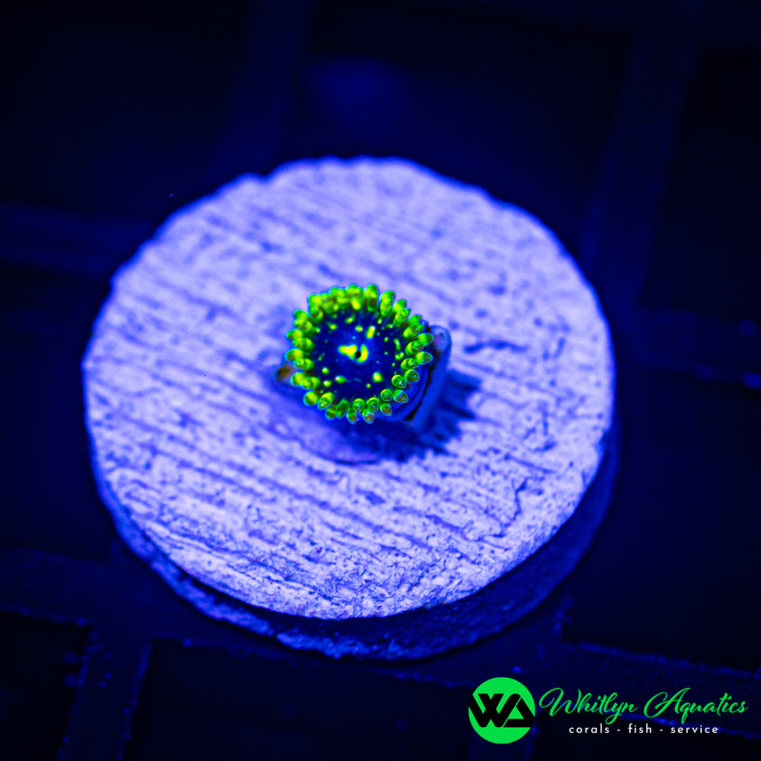 B60 - [NEW RELEASE!] Exosphere Zoanthid - WYSIWYG