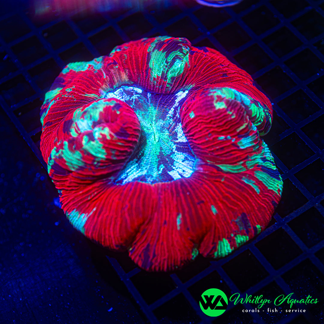A60 - Crimson Rush Trachyphyllia 3"-4" - WYSIWYG