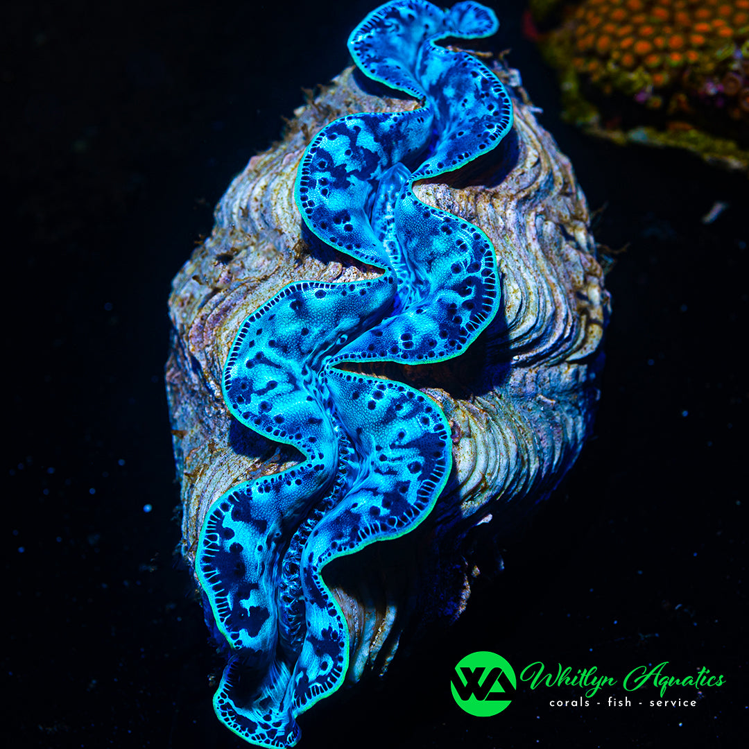 D60 - Maxima Clam 6" - WYSIWYG