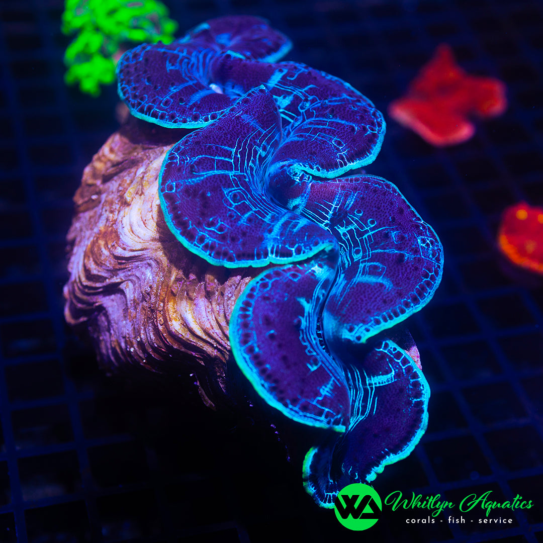 D60 - Maxima Clam 6" - WYSIWYG