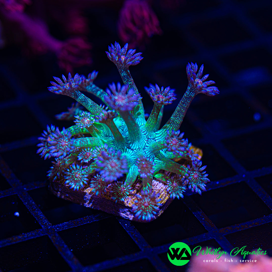 A60 - WA Glitter Bomb Goni - WYSIWYG