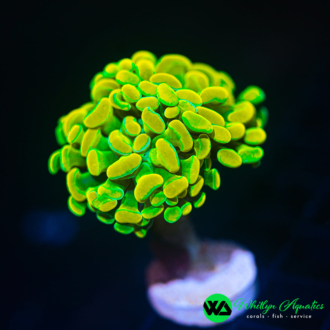 D60 - WA Golden Grail Branching Hammer  - WYSIWYG