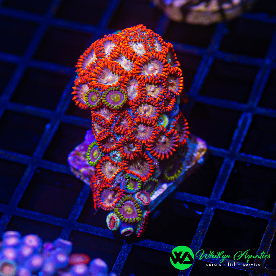 A47 - WA Zoa Combo - WYSIWYG