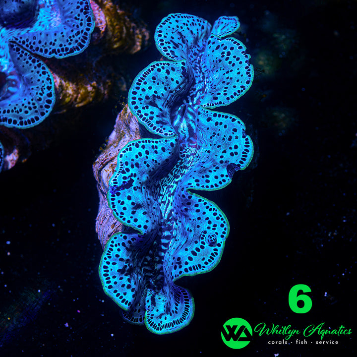 Ultra Blue Maxima Clams (Medium ~5") - WYSIWYG