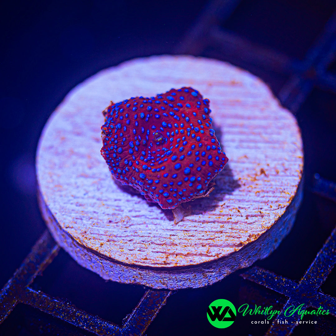 B06 - WA Lady Liberty Discosoma Mushroom  - WYSIWYG