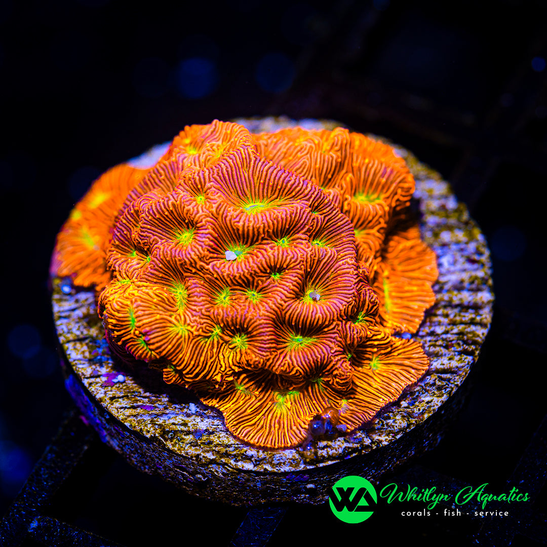 Jack-O-Lantern Leptoseris
