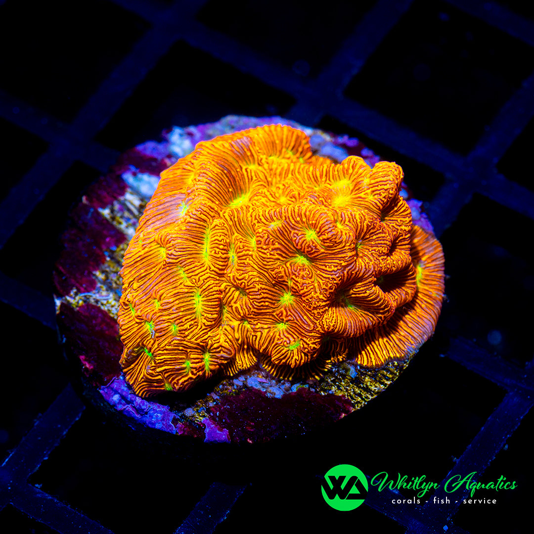 D07 - Jack O Lantern Lepto - WYSIWYG