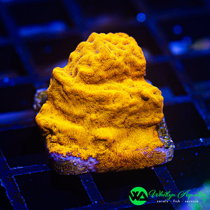24K Gold Leptoseris