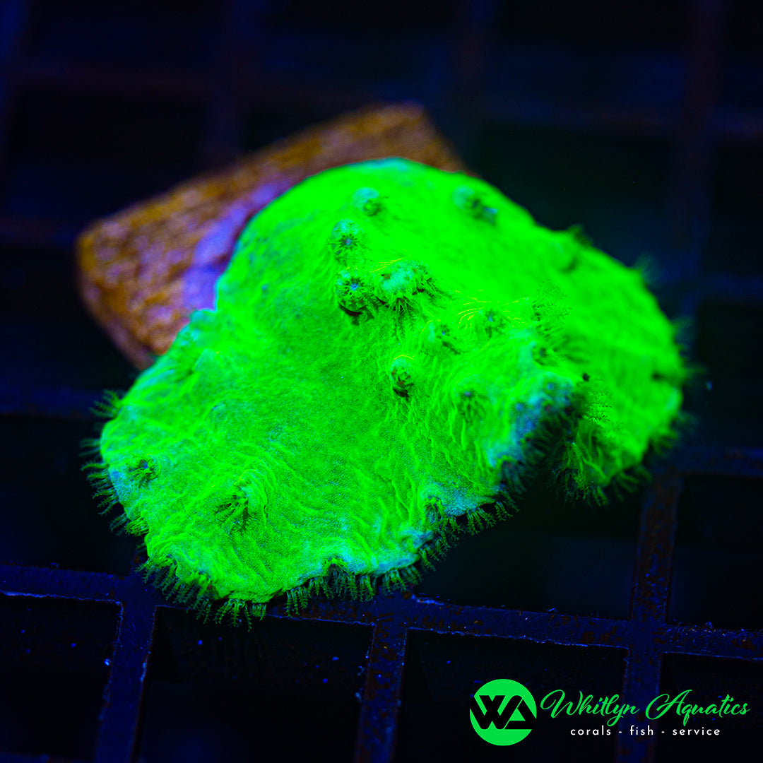 Neon Green Cabbage Leather