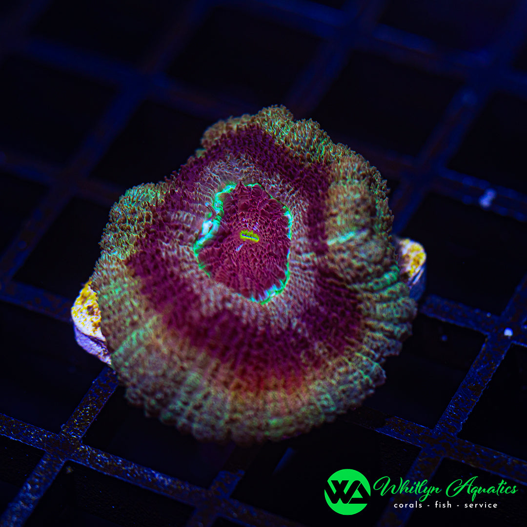B09 - WA Tiger's Blood Asian Acan  - WYSIWYG
