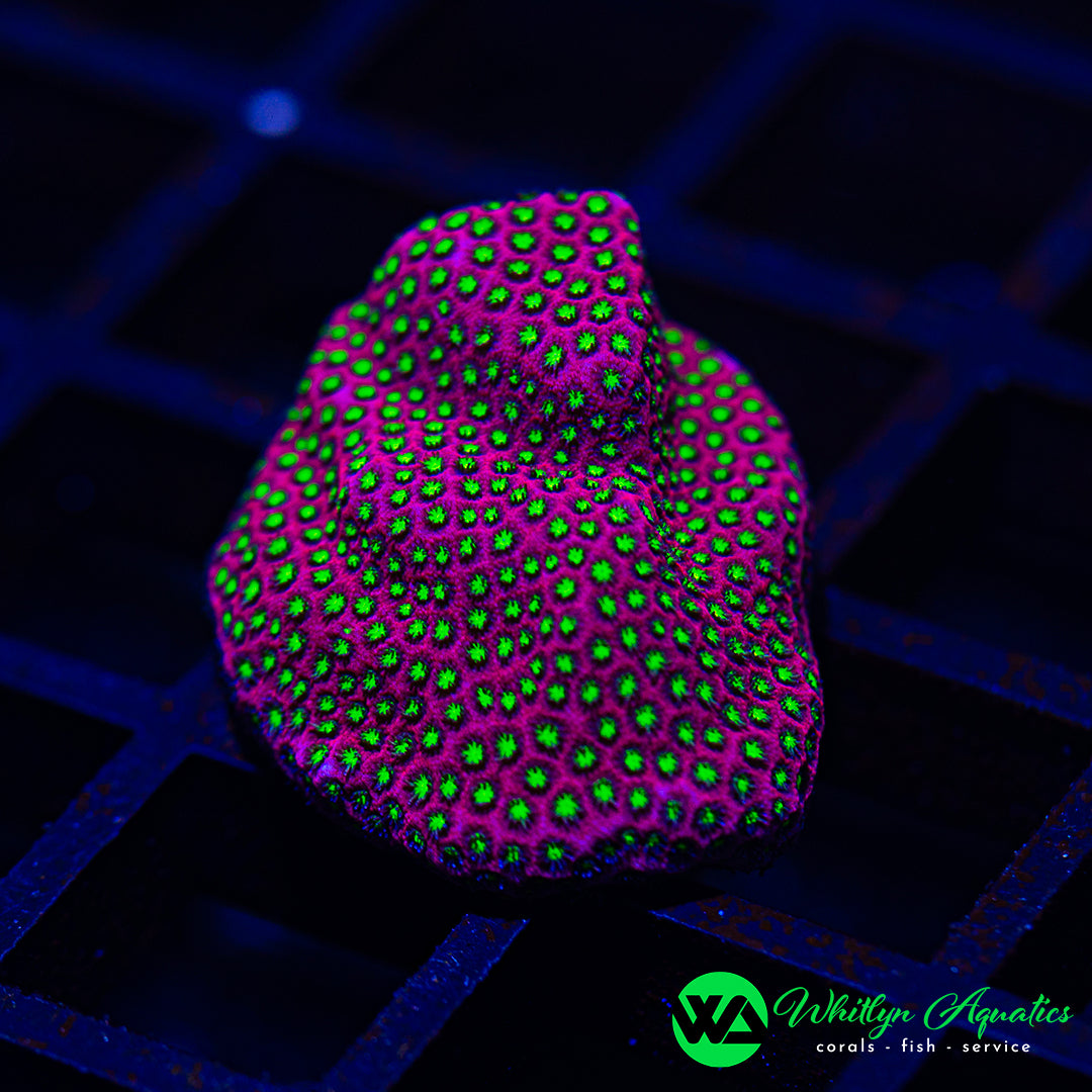 A09 - WA Bling Bling Cyphastrea  - WYSIWYG