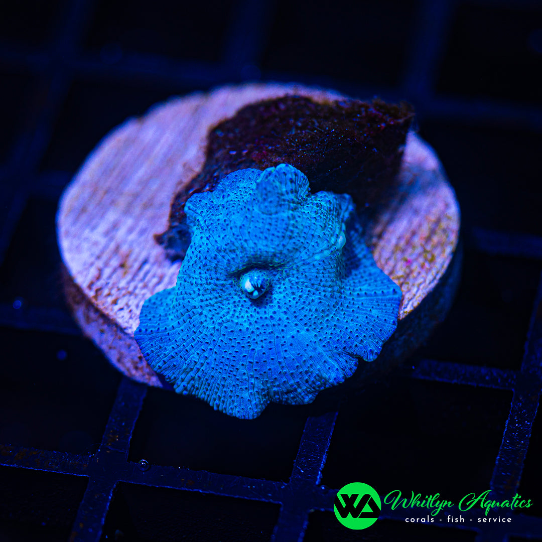 D09 - WA Blue Meanie Mushroom - WYSIWYG