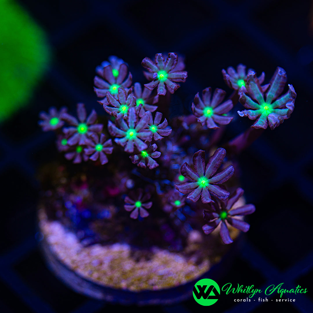 B33 - WA Jasmine Clove Polyps - WYSIWYG
