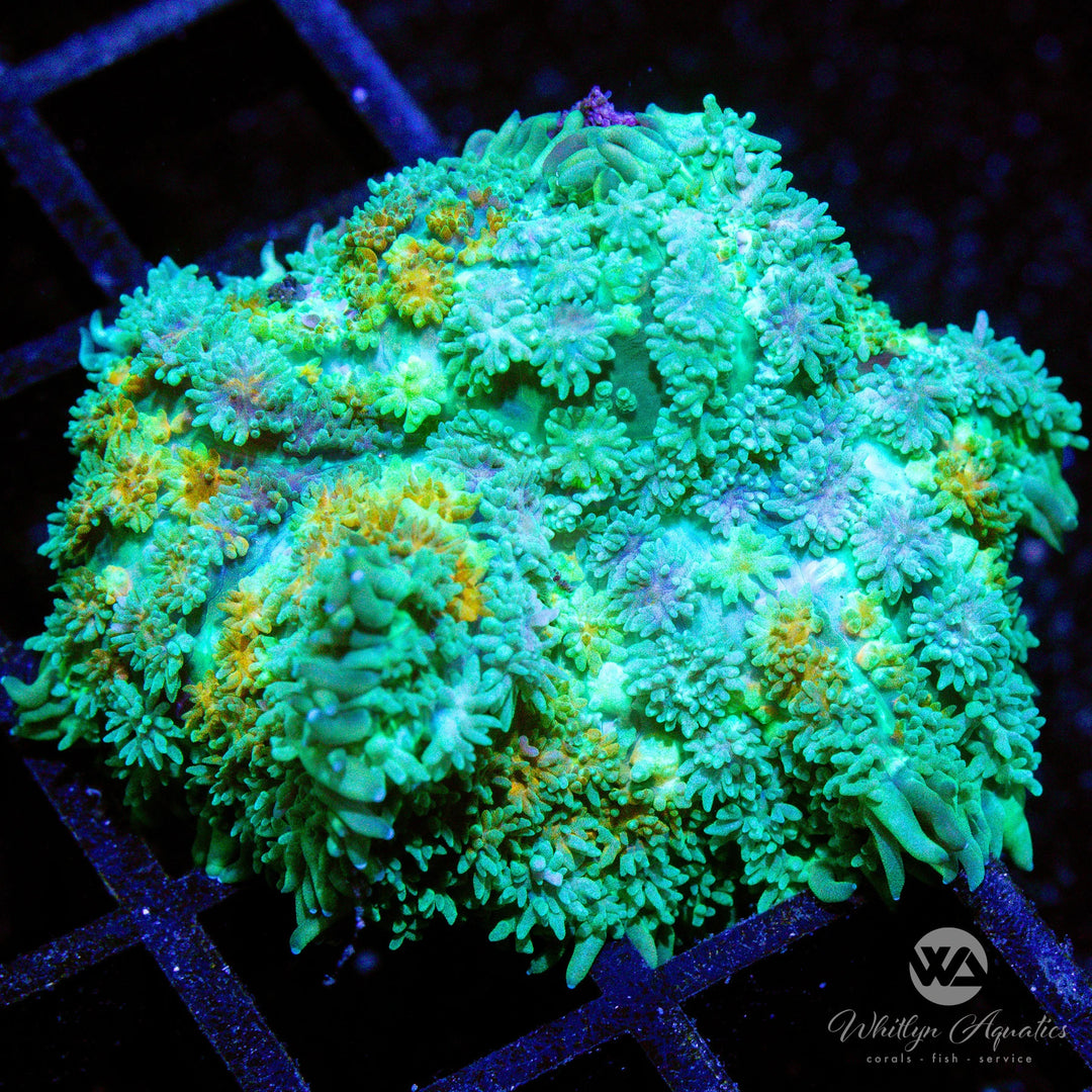 WA Calico Rhodactis Mushroom