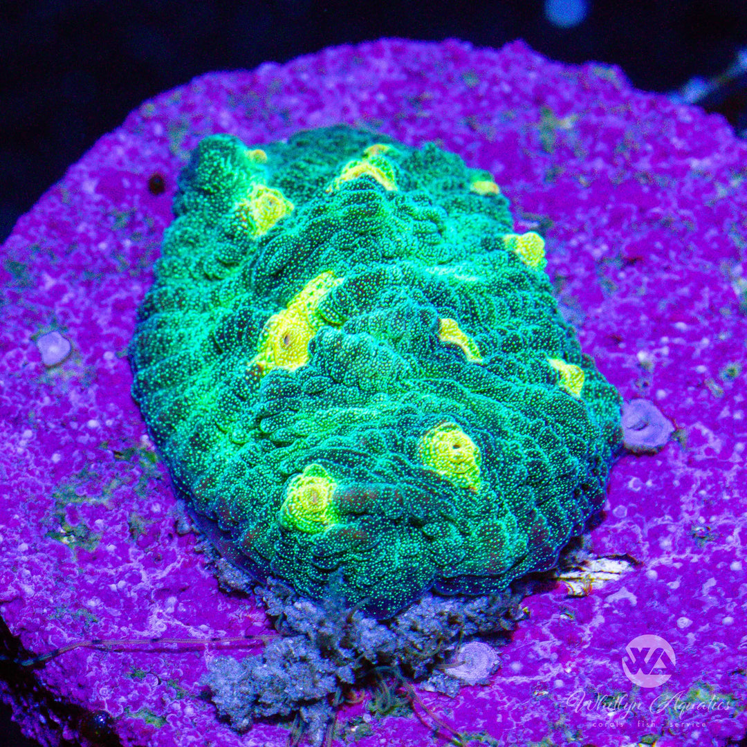 Space Invader Chalice