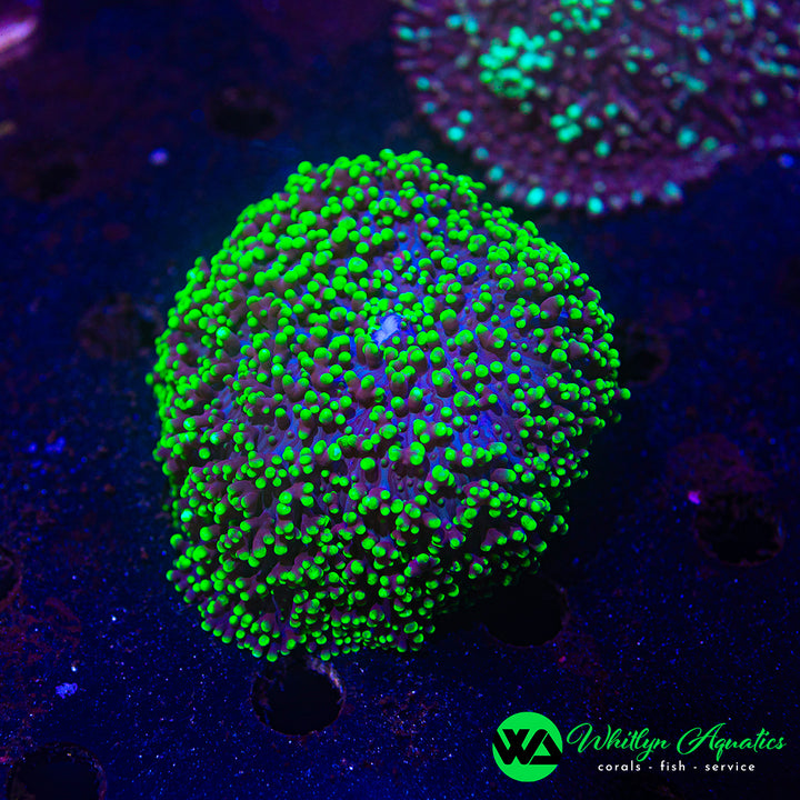 Neon Green Hairy Rhodactis Mushroom