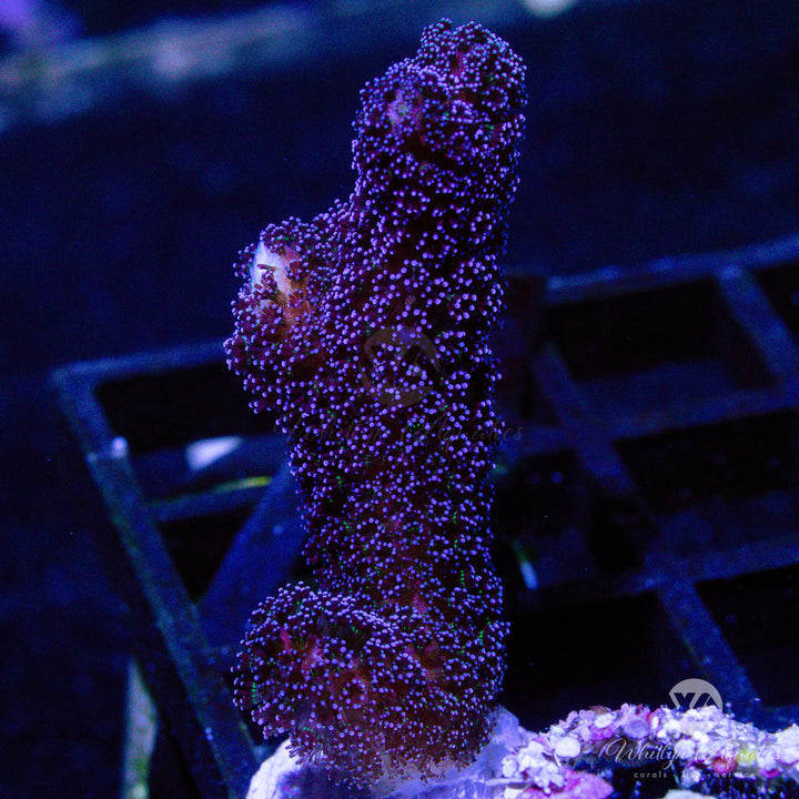 Milka "Purple" Stylophora - Whitlyn Aquatics