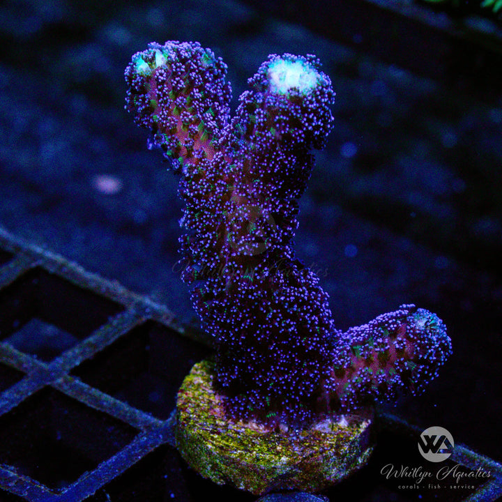 Milka "Purple" Stylophora - Whitlyn Aquatics