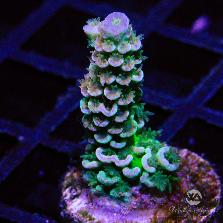 WA Heartbreaker Acropora