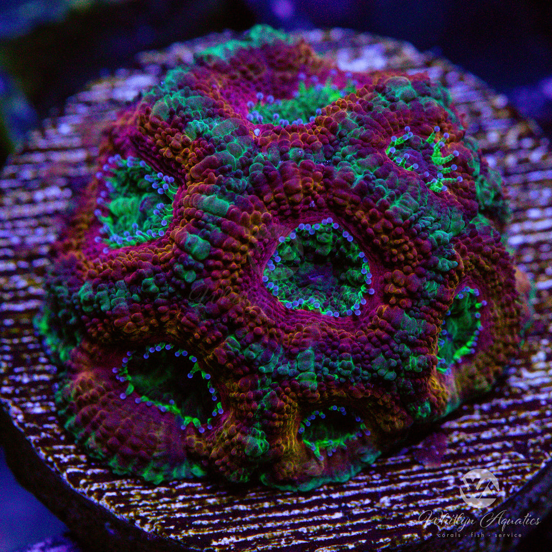 WA King's Cake Acan