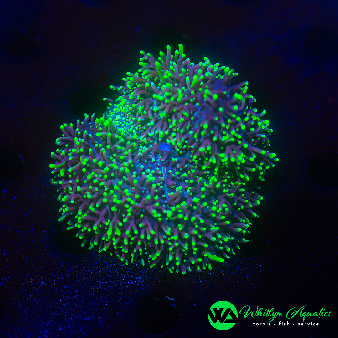 Neon Green Hairy Rhodactis Mushroom