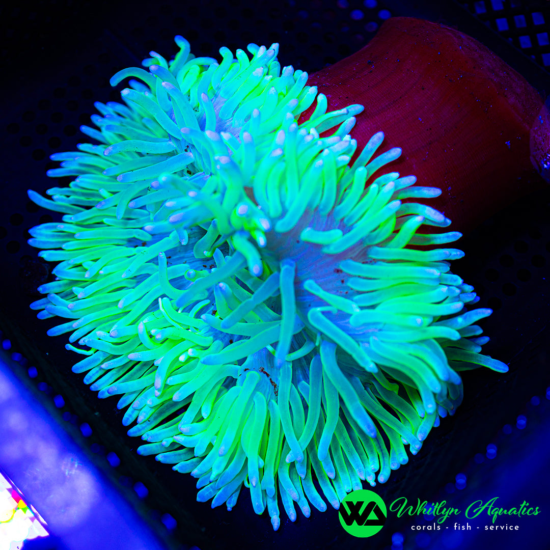 Ultra Green Long Tentacle Anemone 6" - 7" WYSIWYG - Macrodactyla Doreensis