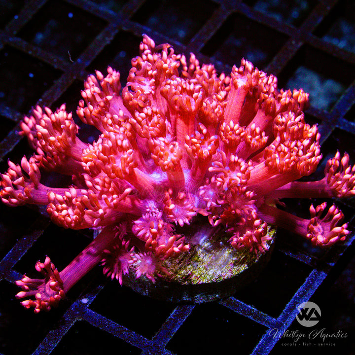 A Ring Of Fire Goniopora - WYSIWYG (O5)