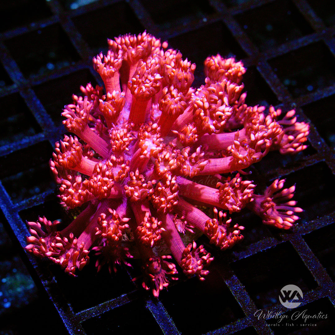 A Ring Of Fire Goniopora - WYSIWYG (O5)