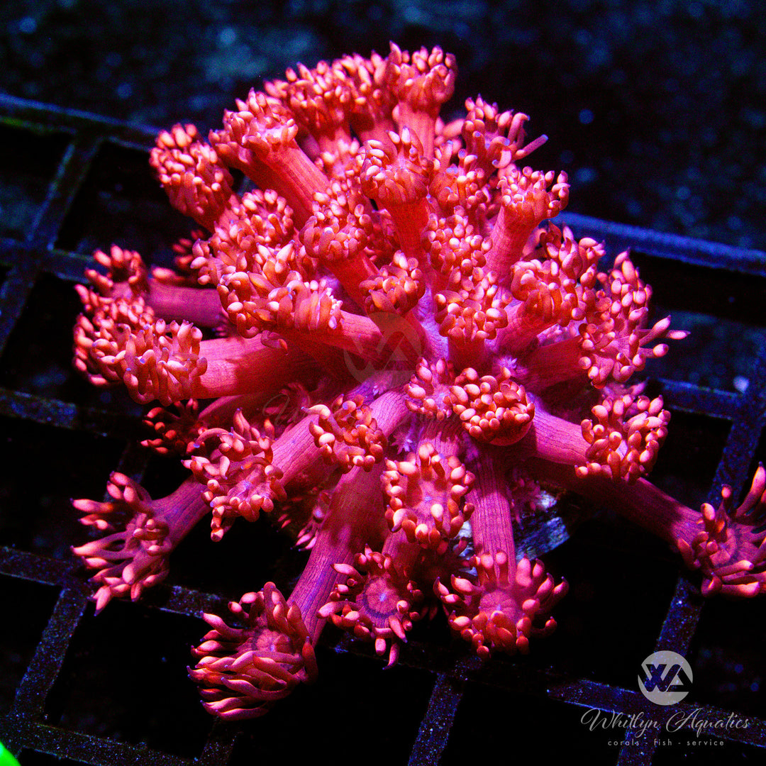 A Ring Of Fire Goniopora - WYSIWYG (O5)