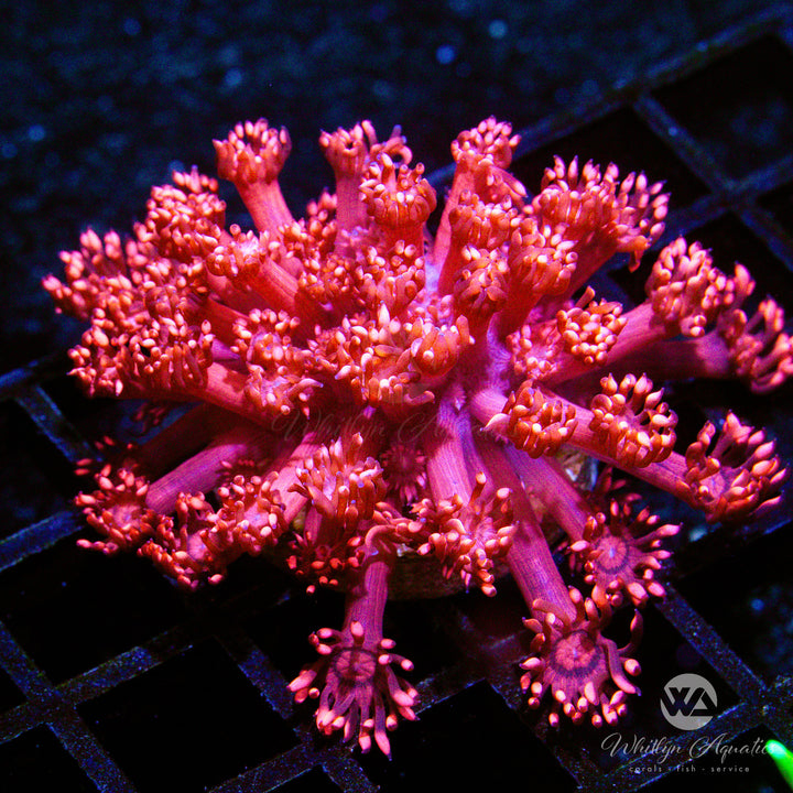 A Ring Of Fire Goniopora - WYSIWYG (O5)