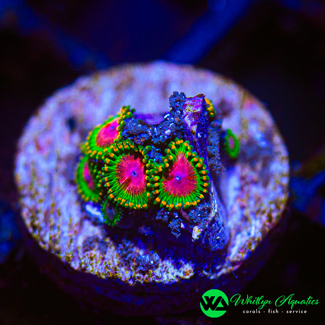 Awesome Blossom Zoanthid