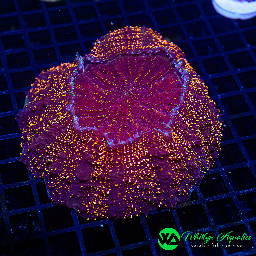 Gold Rush Acanthophyllia 5" - WYSIWYG
