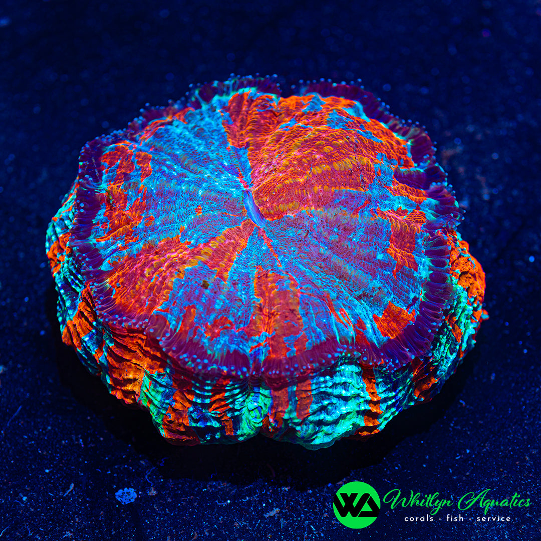 Eternal Flame Acanthophyllia 5" - WYSIWYG