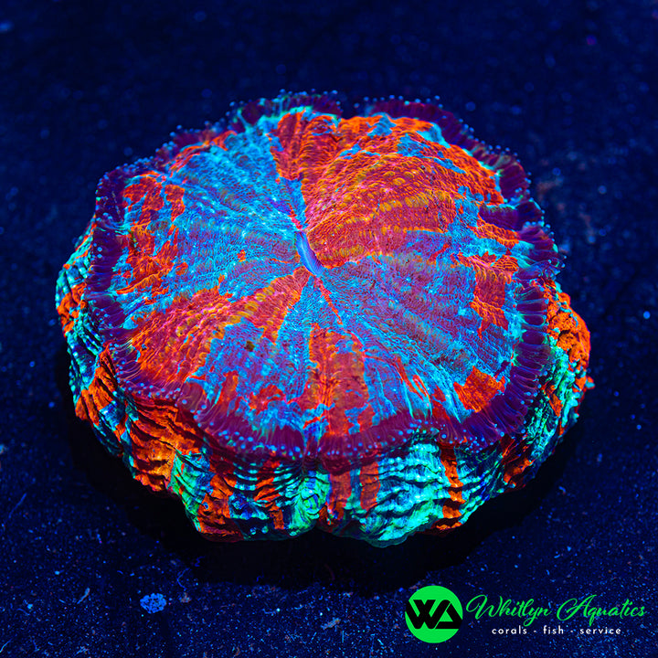 Eternal Flame Acanthophyllia 5" - WYSIWYG
