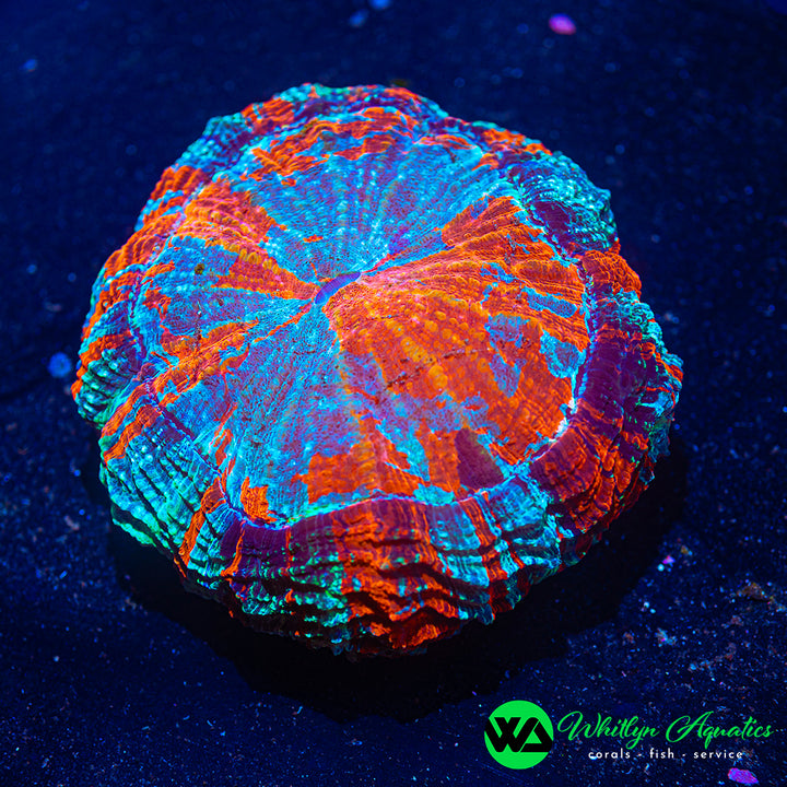 Eternal Flame Acanthophyllia 5" - WYSIWYG