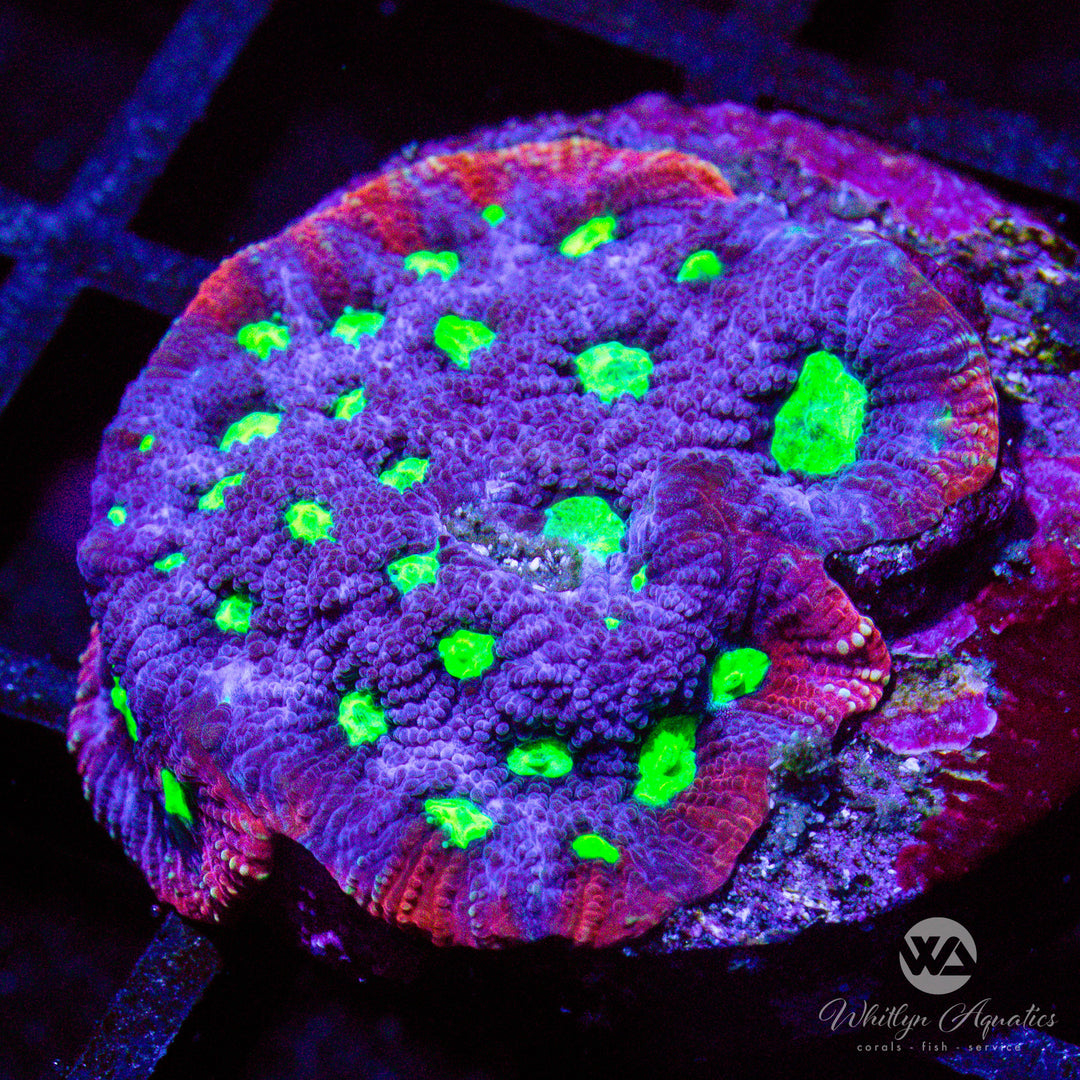 WA Purple Aces Favites - Whitlyn Aquatics