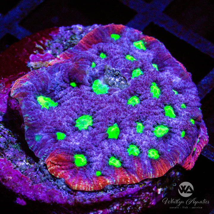 WA Aces Favia - WYSIWYG (E5)