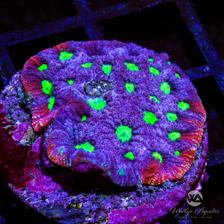 WA Aces Favia - WYSIWYG (E5)