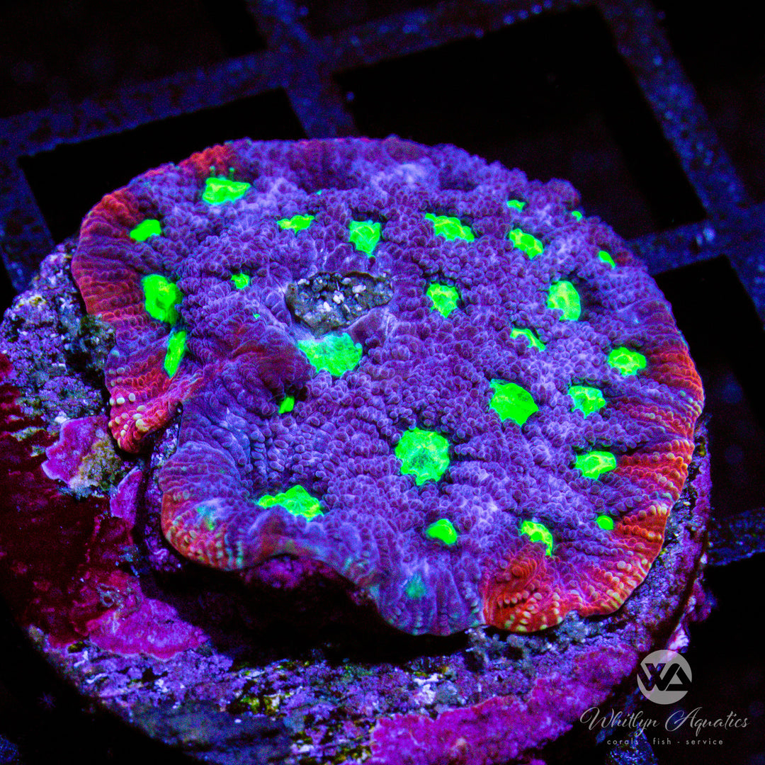 WA Purple Aces Favites - Whitlyn Aquatics