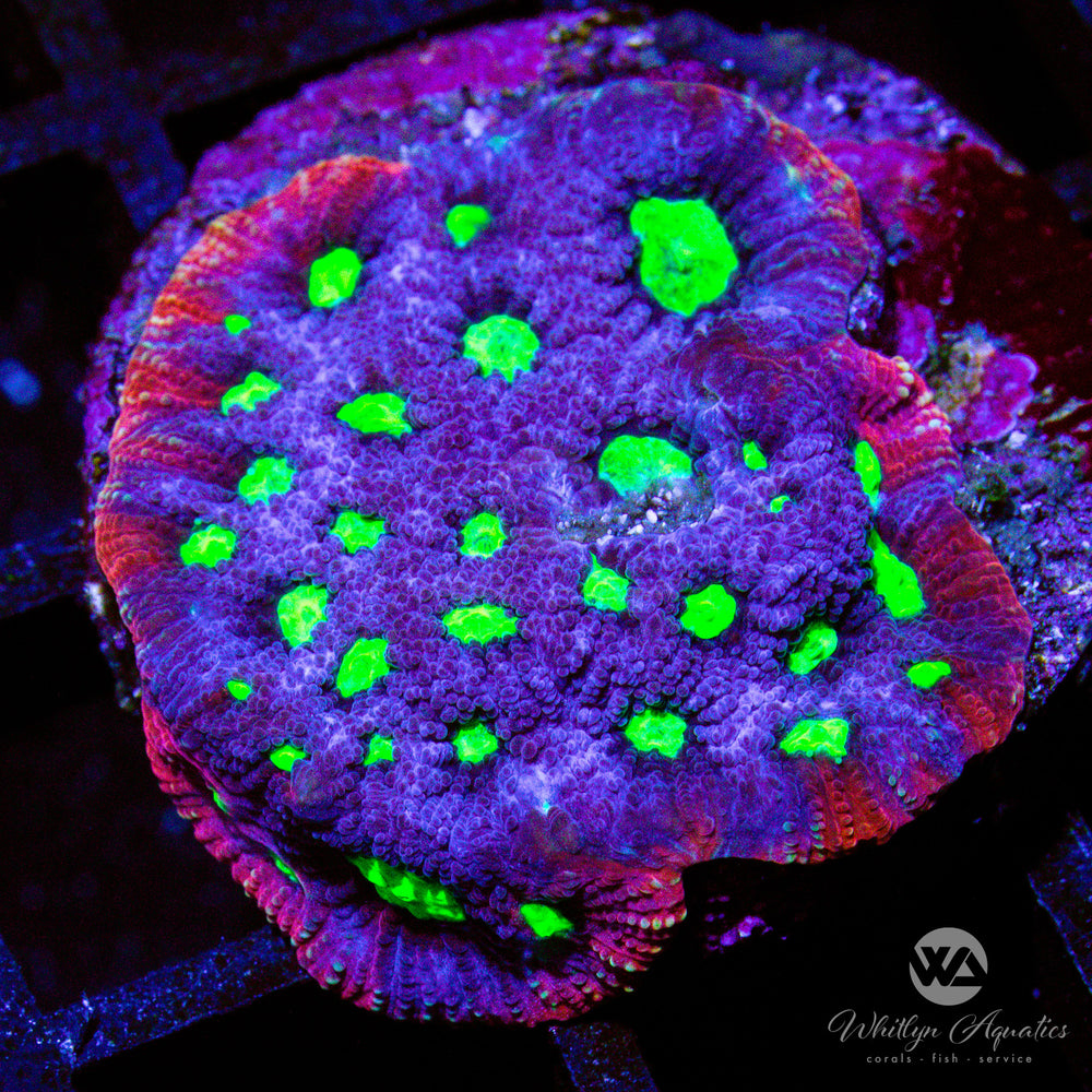 WA Purple Aces Favites - Whitlyn Aquatics