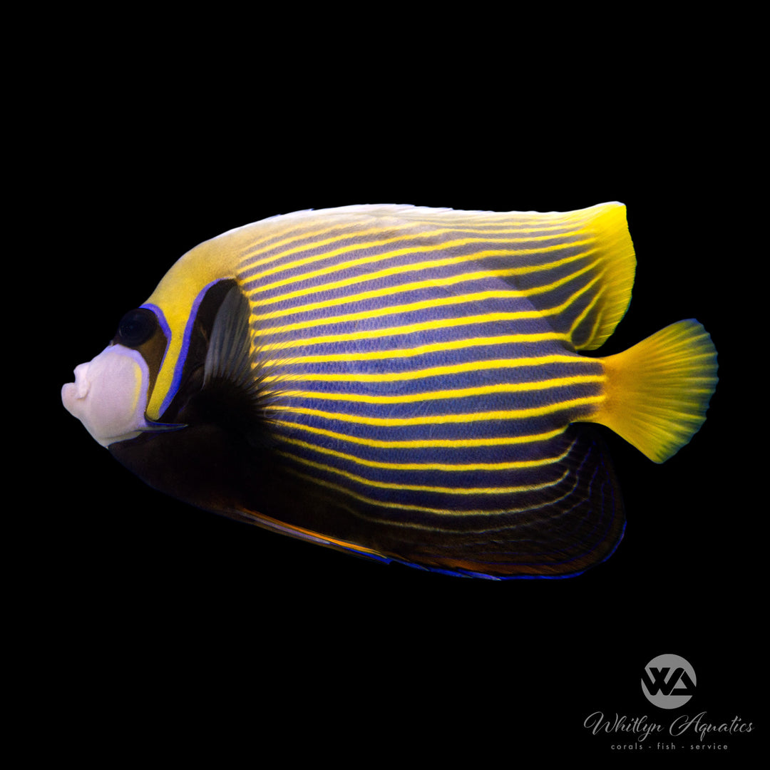 Emperor Angelfish - Pomacanthus imperator