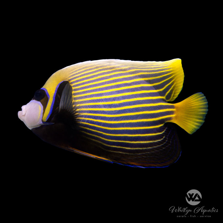 Emperor Angelfish - Pomacanthus imperator