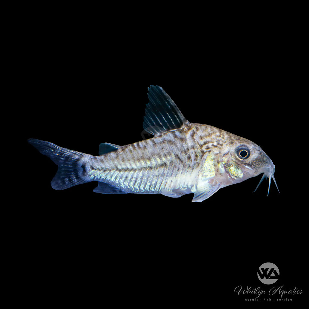 Agassizii Cory