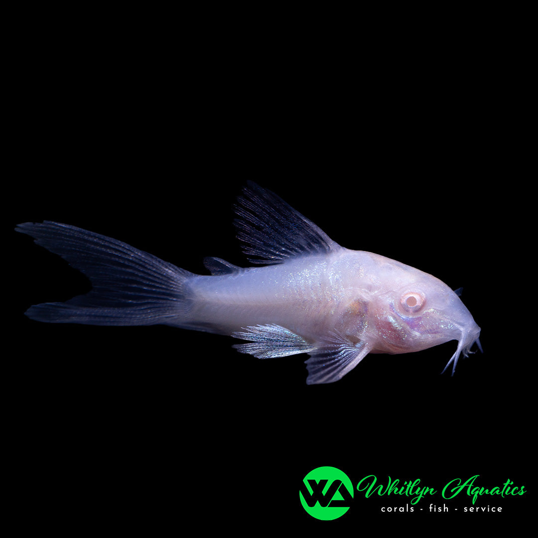 Longfin Albino Cory - Corydoras aeneus - Whitlyn Aquatics