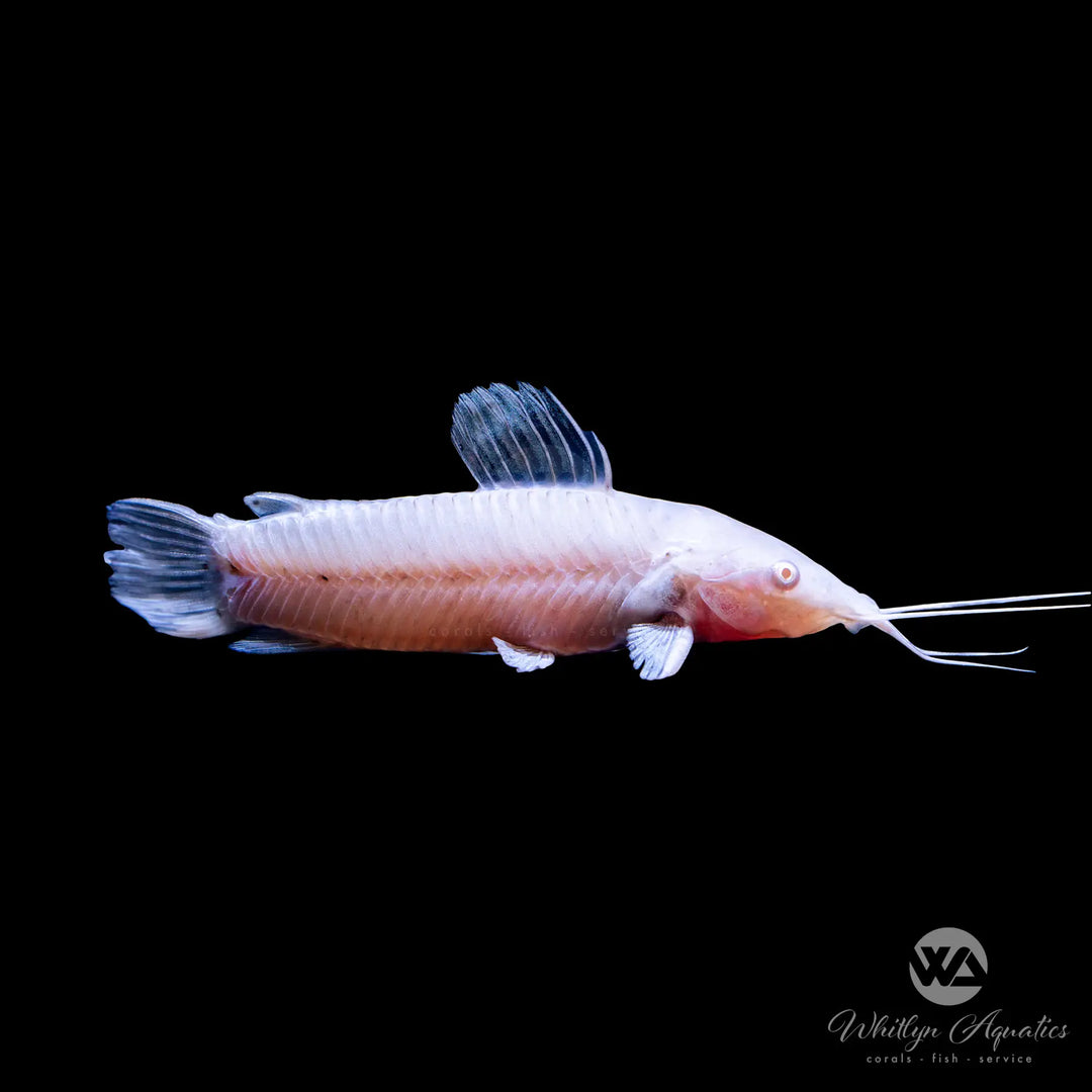 Albino Hoplo Catfish - Megalechis thoracata
