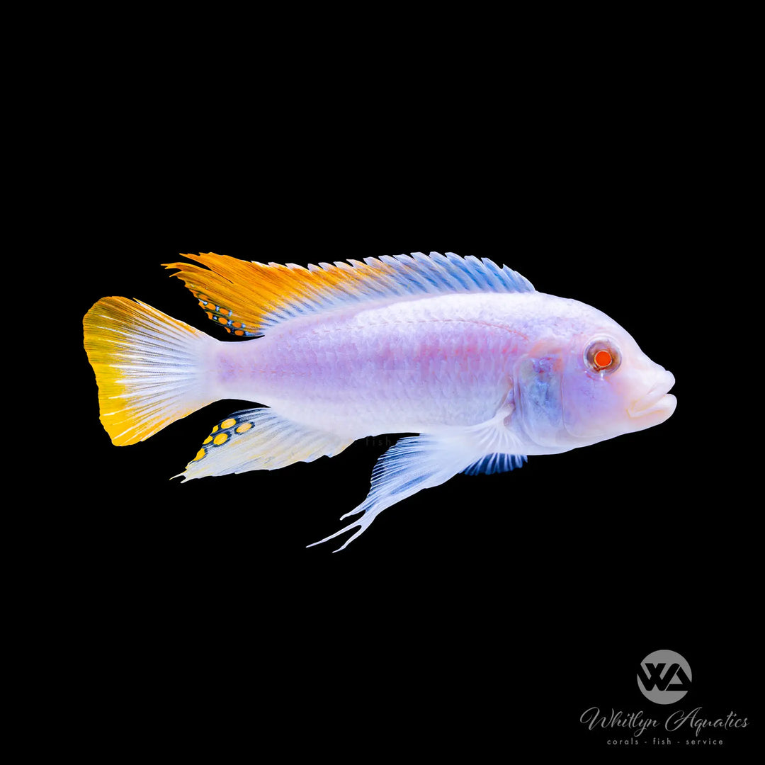 Albino Ice Blue Cichlid - Metriaclima greshakei